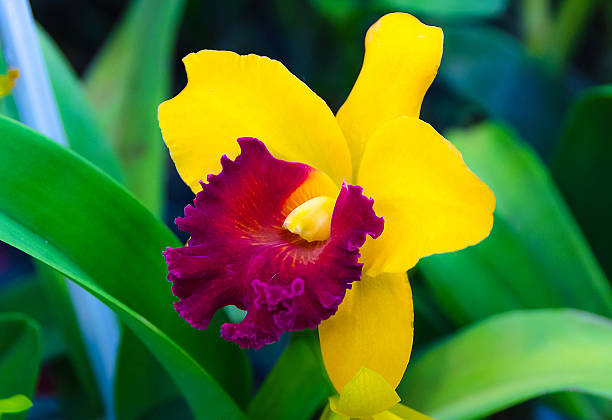 Foto de Vermelho Em Amarelo Cattleya Orquídea Flor Em Flor e mais fotos de  stock de Amarelo - Amarelo, Beleza, Beleza natural - Natureza - iStock