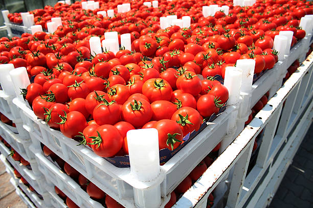 tomates rojos - cocina estructura de edificio fotografías e imágenes de stock