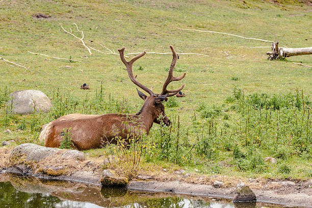 istock Wapiti male sleeping in a park 509700747