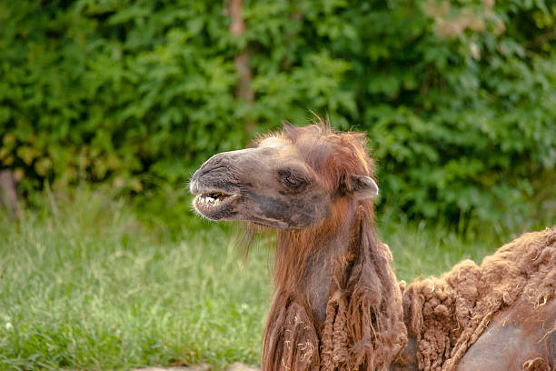 istock Camel headshot on natural surroundings 509700773