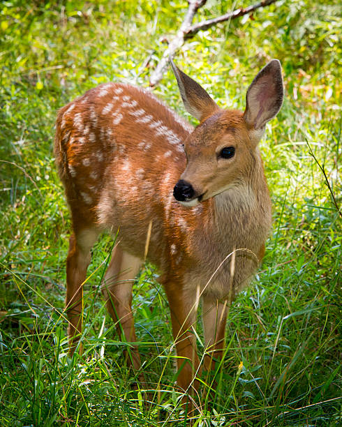 istock Fawn in the woods 509700855