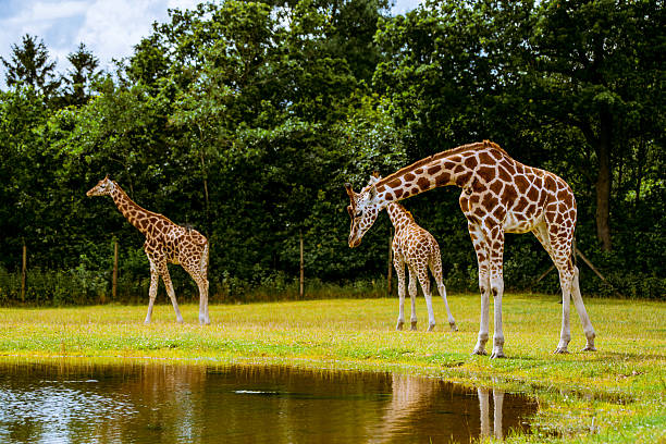 istock Giraffe family by the water 509702061