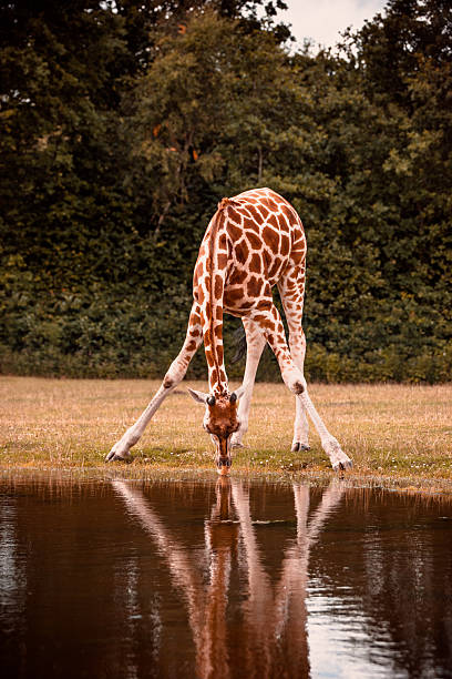 african giraffe wody pitnej - south african giraffe zdjęcia i obrazy z banku zdjęć