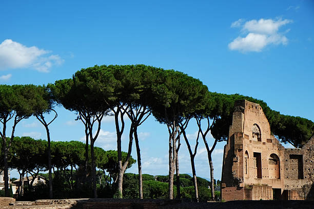 istock A landscape view of a beautiful trees against a blue sky 509702317