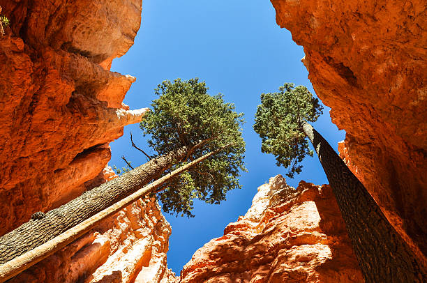istock Bryce Canyon National Park, Utah 509703053