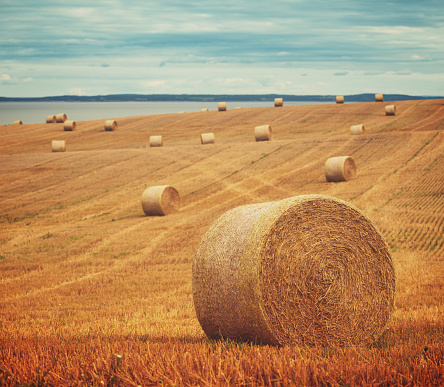 Bales of freshly harvested hay sit in a vast field on the shores of the Minas Basin in Nova Scotia's Annapolis Valley.  Stitched images.
