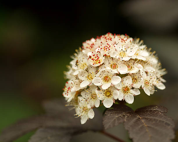 istock Isolated closeup wihte flower 509704419