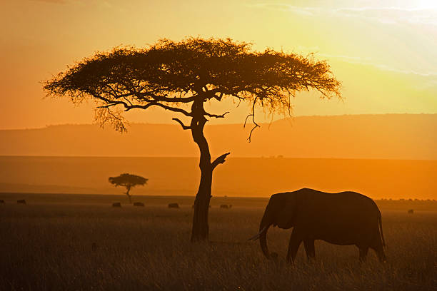 elefante y acacia - masai mara national reserve sunset africa horizon over land fotografías e imágenes de stock