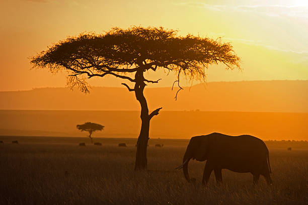 elefante e acacia - masai mara national reserve sunset africa horizon over land foto e immagini stock