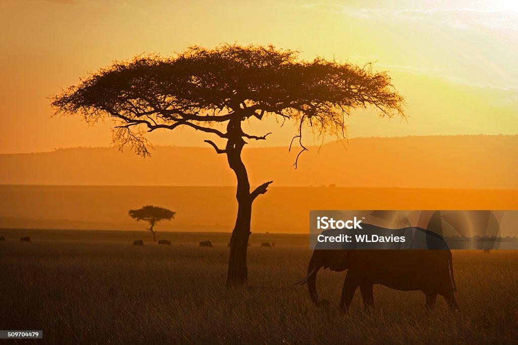 Elephant and acacia Lone elephant grazing in the savannah at sunset - Masai Mara, Kenya Elephant Stock Photo