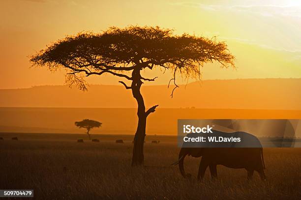Elephant And Acacia Stock Photo - Download Image Now - Elephant, Safari, Sunset