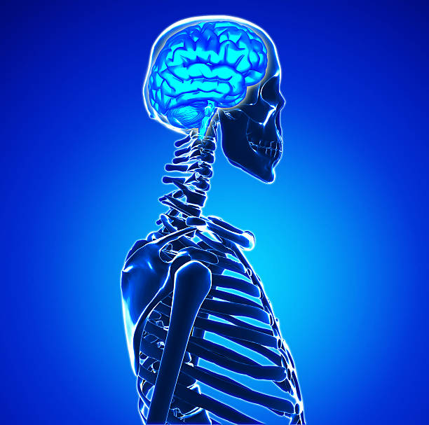 istock Male anatomy of human brain 509704885
