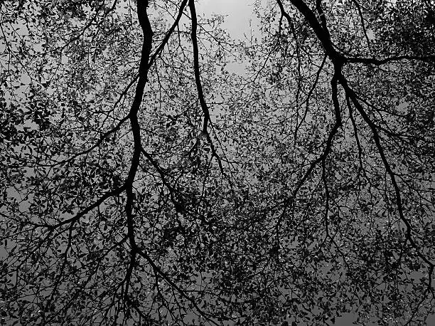 Photo of tree and branches silhouette