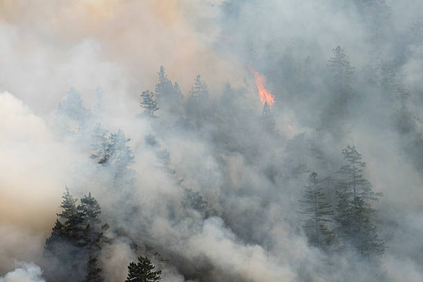 Forest fire in Northern California A forested hillside burns in part of the Lodge Fire in Mendocino County, CA, United States. August 2014. wildfire smoke stock pictures, royalty-free photos & images