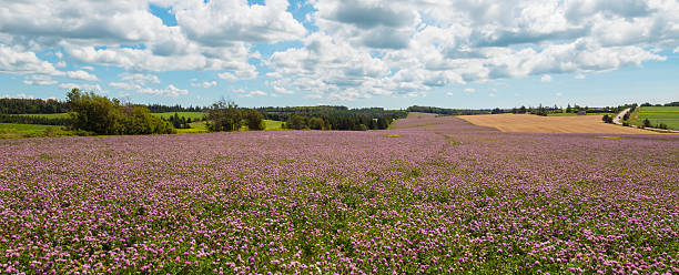 Panorama of clover flowers in bloom stock photo