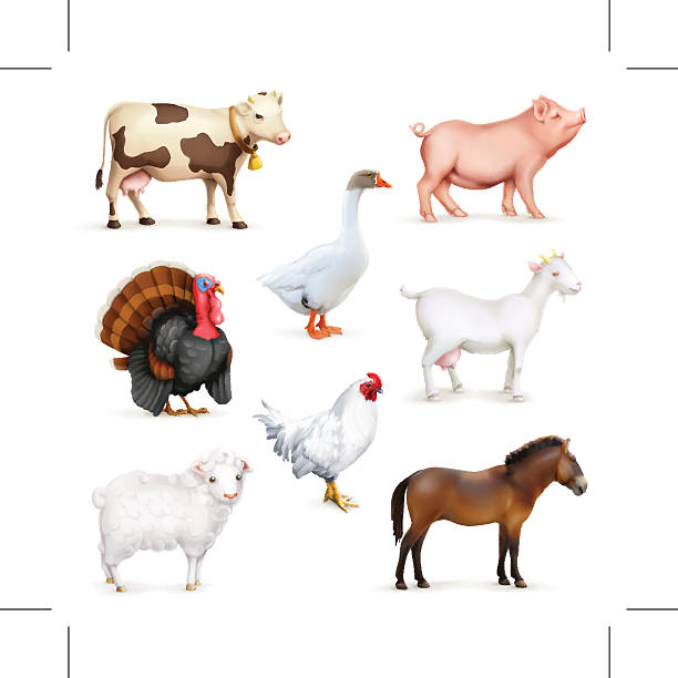 동물과 조류가 - chicken livestock isolated white background stock illustrations