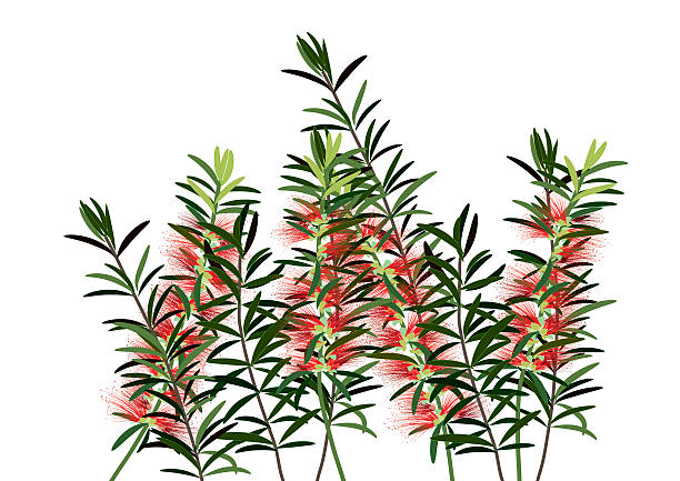 illustrazioni stock, clip art, cartoni animati e icone di tendenza di bottiglia bruch fiore o fiori rosso callisemon - wallpaper brush illustrations