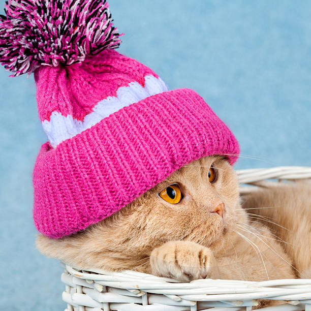 istock Cat wearing knitted hat with pompom in a basket 509710870