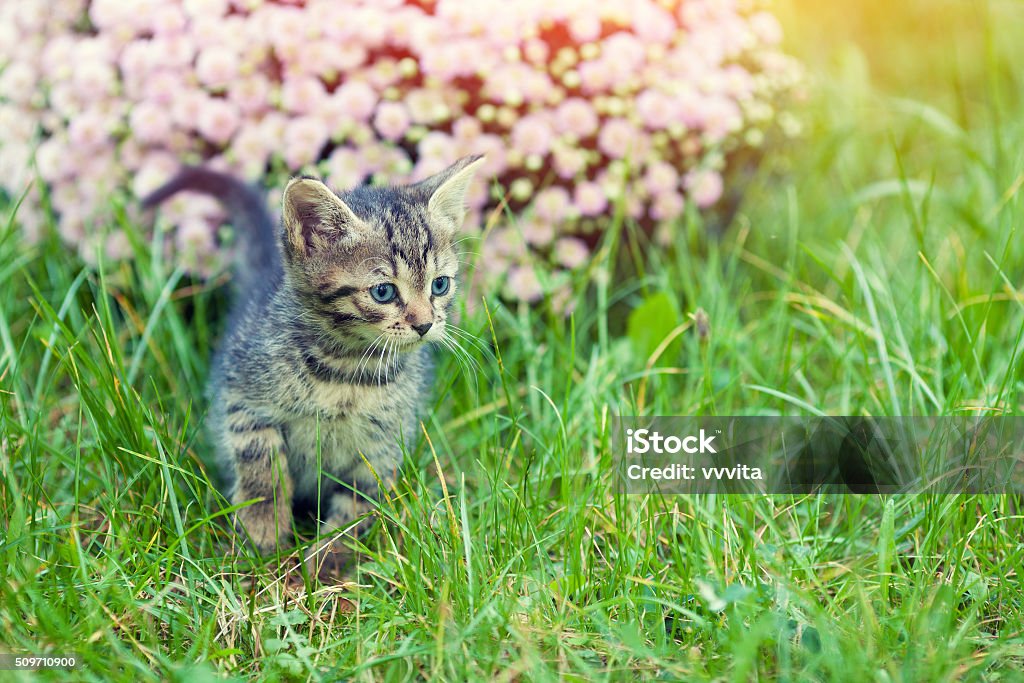 Cute little kitten walking on the grass in the garden Animal Stock Photo