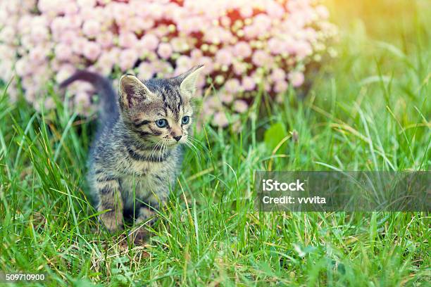 Cute Little Kitten Walking On The Grass In The Garden Stock Photo - Download Image Now