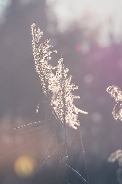 istock Dry grass in spring time, Poland. 509711870