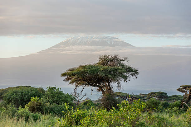 istock Mt Kilimanjaro, clouds and Acacia tree - in the morning 509711888