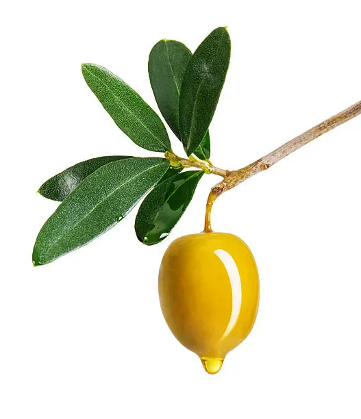 Branch with green olives isolated on a white background