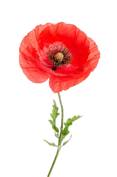 istock single red poppy isolated on white 509712982