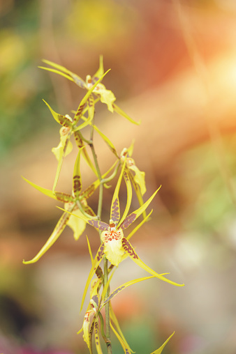 Beautiful Brassia orchid in yellow