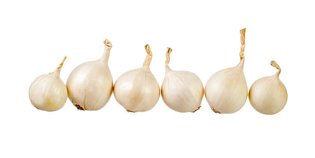 Six white onions over white background stock photo