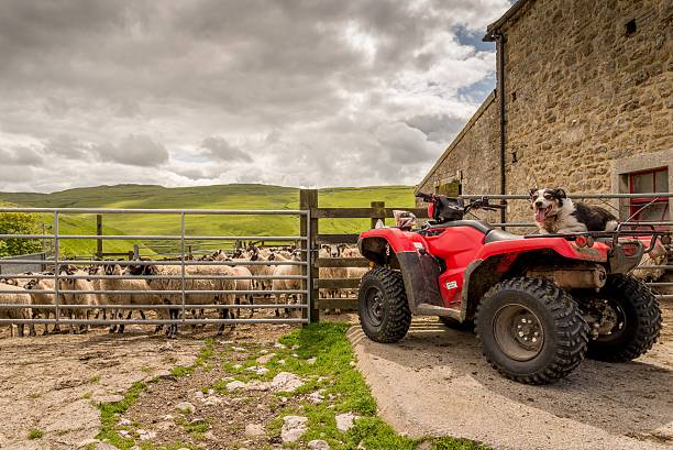 istock Sheepdog watching you on quad bike 509715500