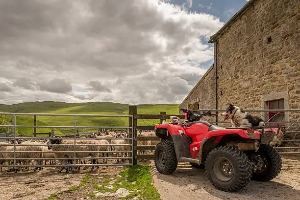 Sheepdog watching sheep from a quad bike.  Sheep are behind a gate and the dog is on the rear of the quad bike.  The Yorkshire dales are in the background.