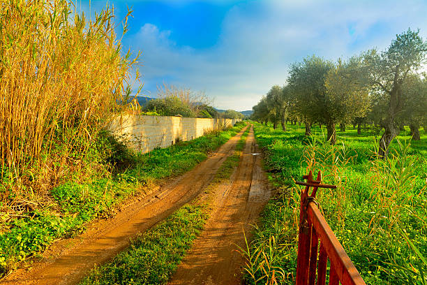 istock dirt path in the countryside 509717298