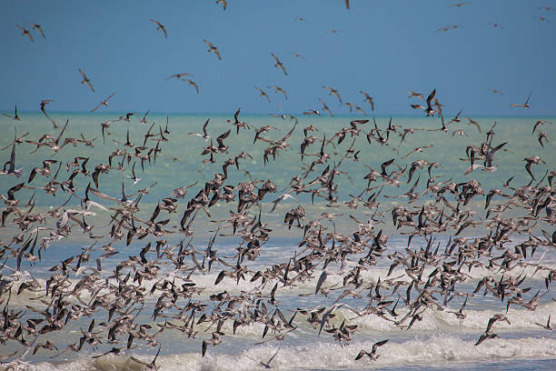 Colony of sandpiper on West Coast of Indian Ocean. Australia