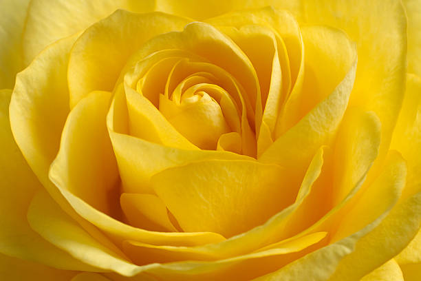 beautiful yellow rose. stock photo