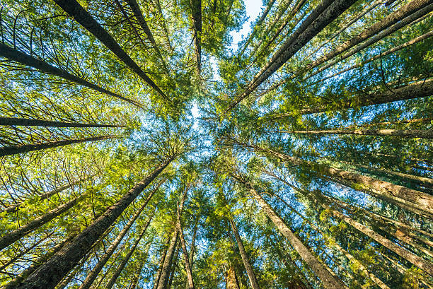 istock view of very big and tall tree in the forest. 509718234