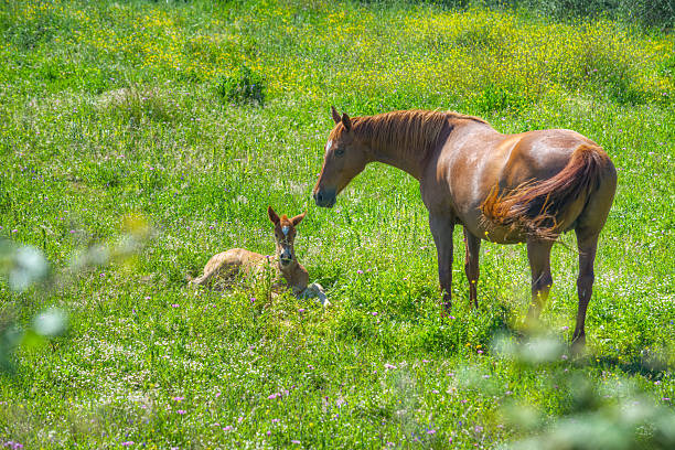 istock foal and mare in a green meadow 509718310