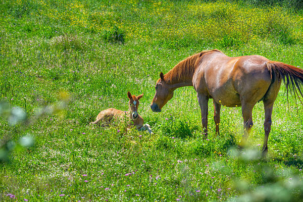istock foal and mare in a green field 509718440