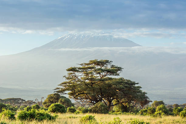istock Mt Kilimanjaro, clouds and Acacia tree - in the morning 509718462