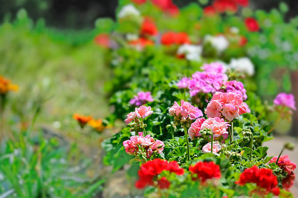 colorful geraniums in a green garden