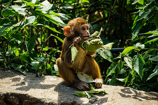 istock Monkey in the Swayambhunath temple 509718640