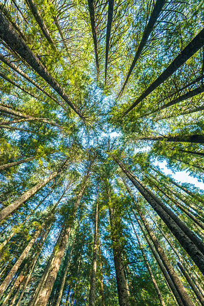 istock view of very big and tall tree in the forest. 509718802