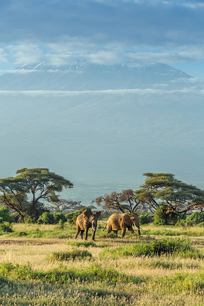 Elephant in front of Mount Kilimanjaro & Mawenzi Peak stock photo
