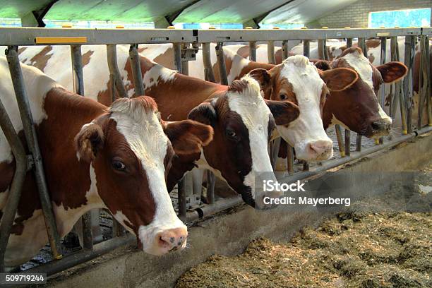 Cows Are Real Farm Animals Stock Photo - Download Image Now - Agriculture,  Ammonia, Animal - iStock