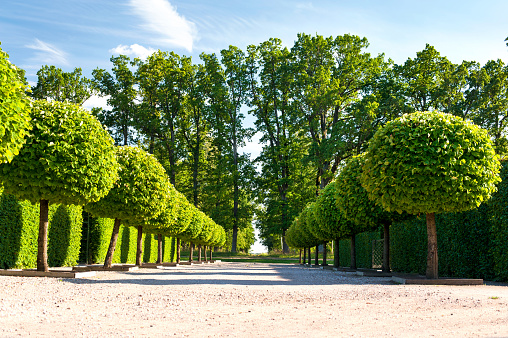 Alley of topiary green trees with hedge on background in ornamental garden of Rundale royal park on a blue sky background Latvia. Vibrant summertime outdoors horizontal image.
