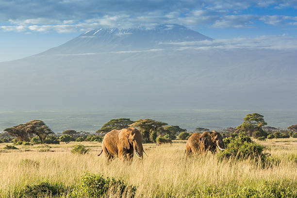 Elephant in front of Mount Kilimanjaro &amp; Mawenzi Peak Elephant in front of Mount Kilimanjaro & Mawenzi Peak mawenzi stock pictures, royalty-free photos & images