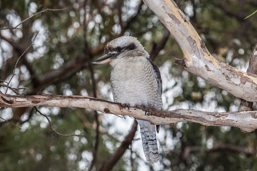 A kookaburra (Dacelo novaeguineae), one of the most famous Australian birds. West Australia