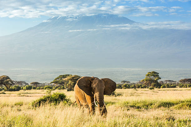 Elephant in front of Mount Kilimanjaro &amp; Mawenzi Peak Elephant in front of Mount Kilimanjaro & Mawenzi Peak mawenzi stock pictures, royalty-free photos & images