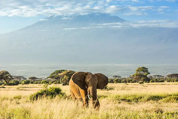 Photo of Elephant in front of Mount Kilimanjaro & Mawenzi Peak