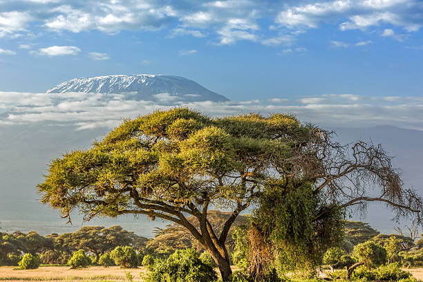 istock Mt Kilimanjaro, clouds and Acacia tree - in the morning 509722394